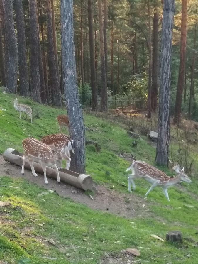 Mavrovo Forest Apartments Eksteriør billede